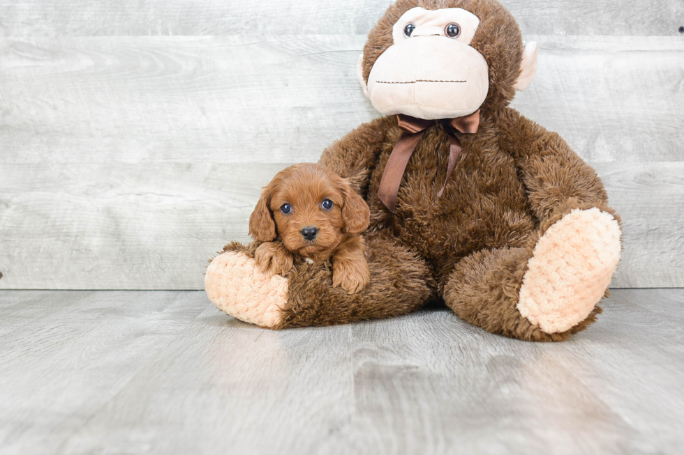 Cavapoo Pup Being Cute