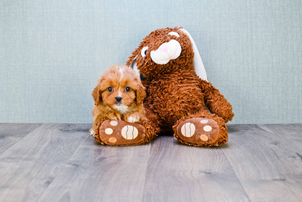 Smart Cavapoo Poodle Mix Pup