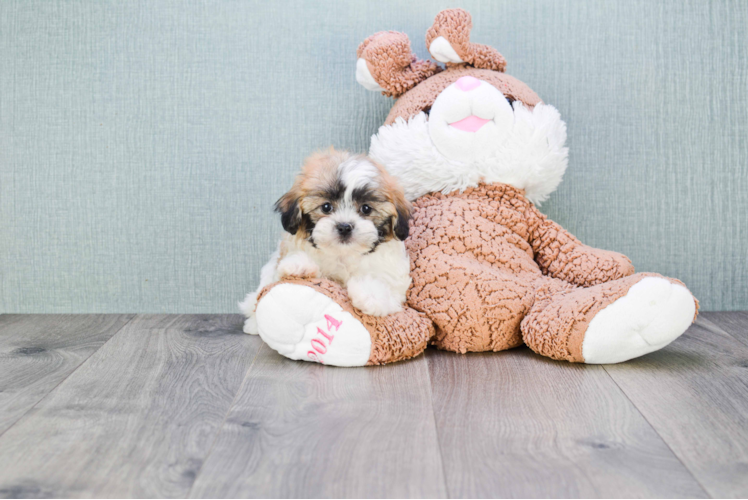 Popular Teddy Bear Designer Pup