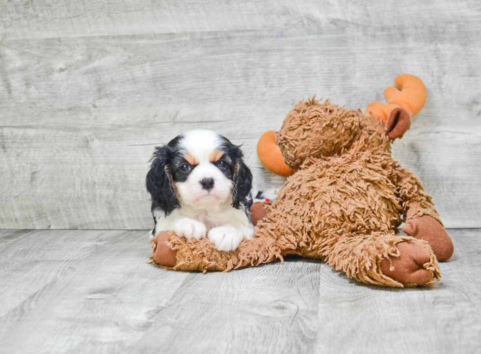 Cavalier King Charles Spaniel Pup Being Cute