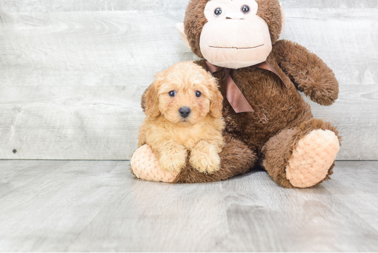 Cavapoo Puppy for Adoption