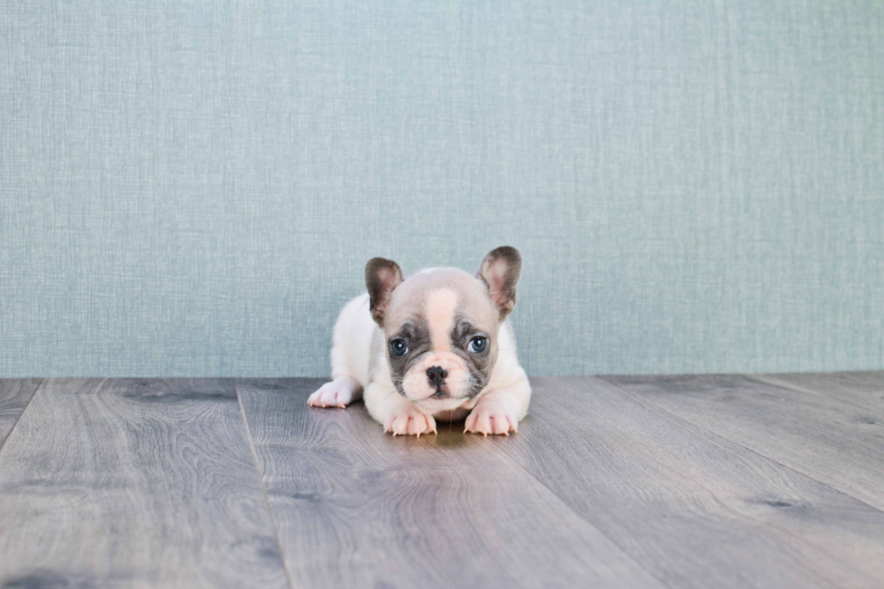 French Bulldog Pup Being Cute