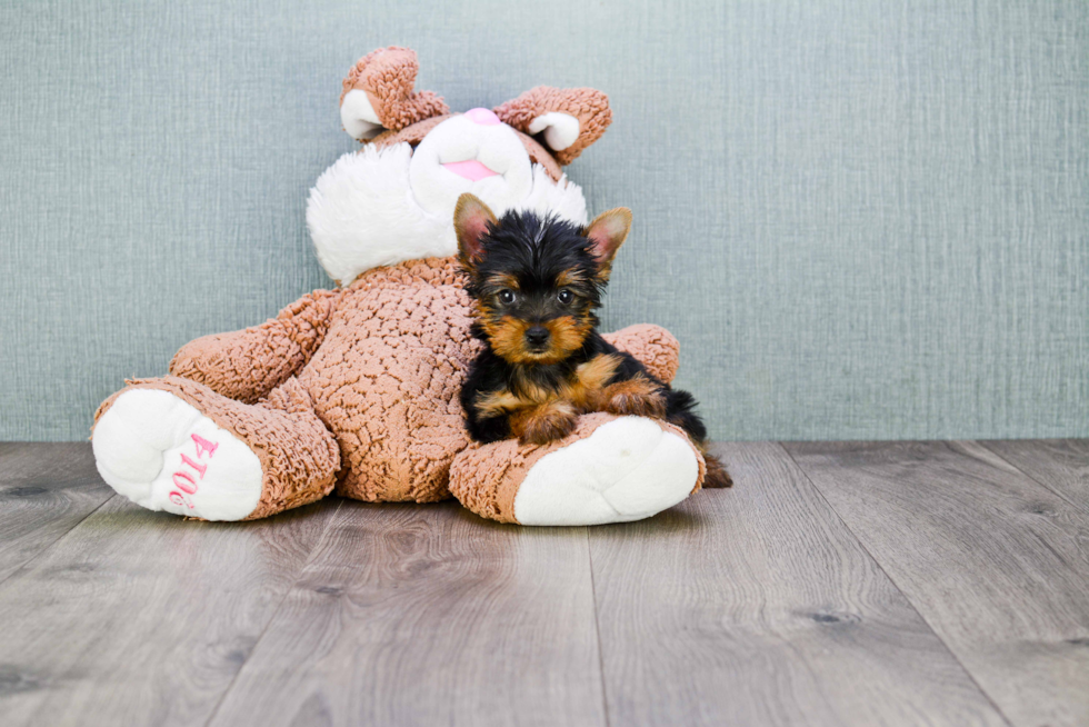 Meet Izzie - our Yorkshire Terrier Puppy Photo 