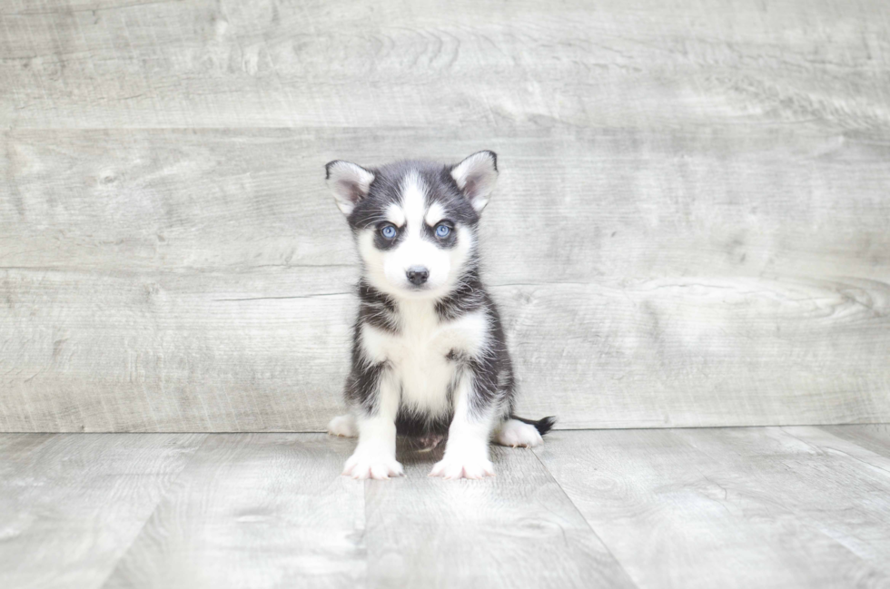 Pomsky Pup Being Cute