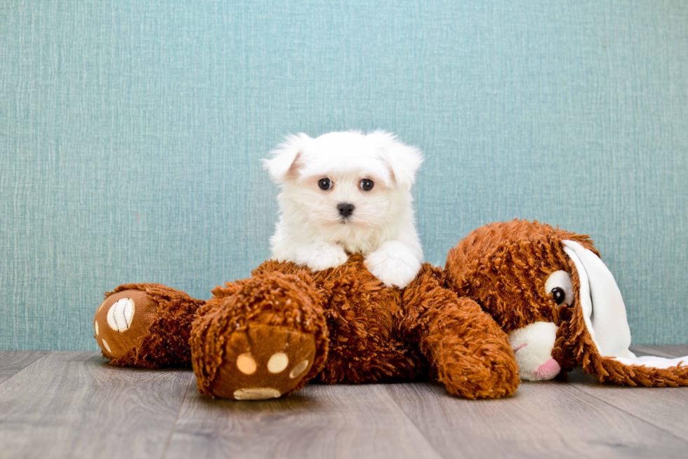 Petite Maltese Purebred Puppy