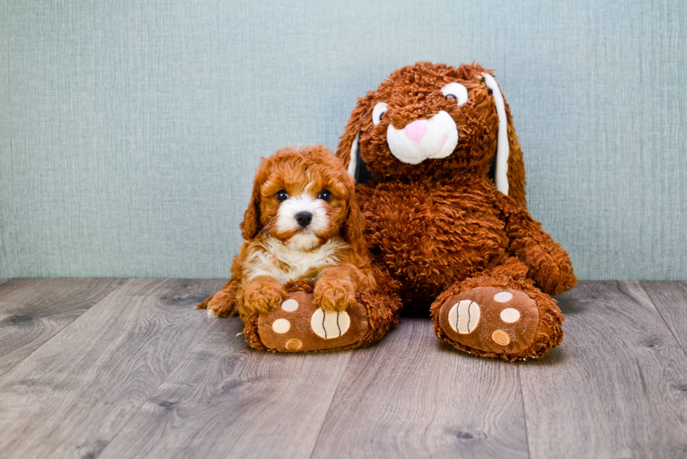 Cavapoo Pup Being Cute