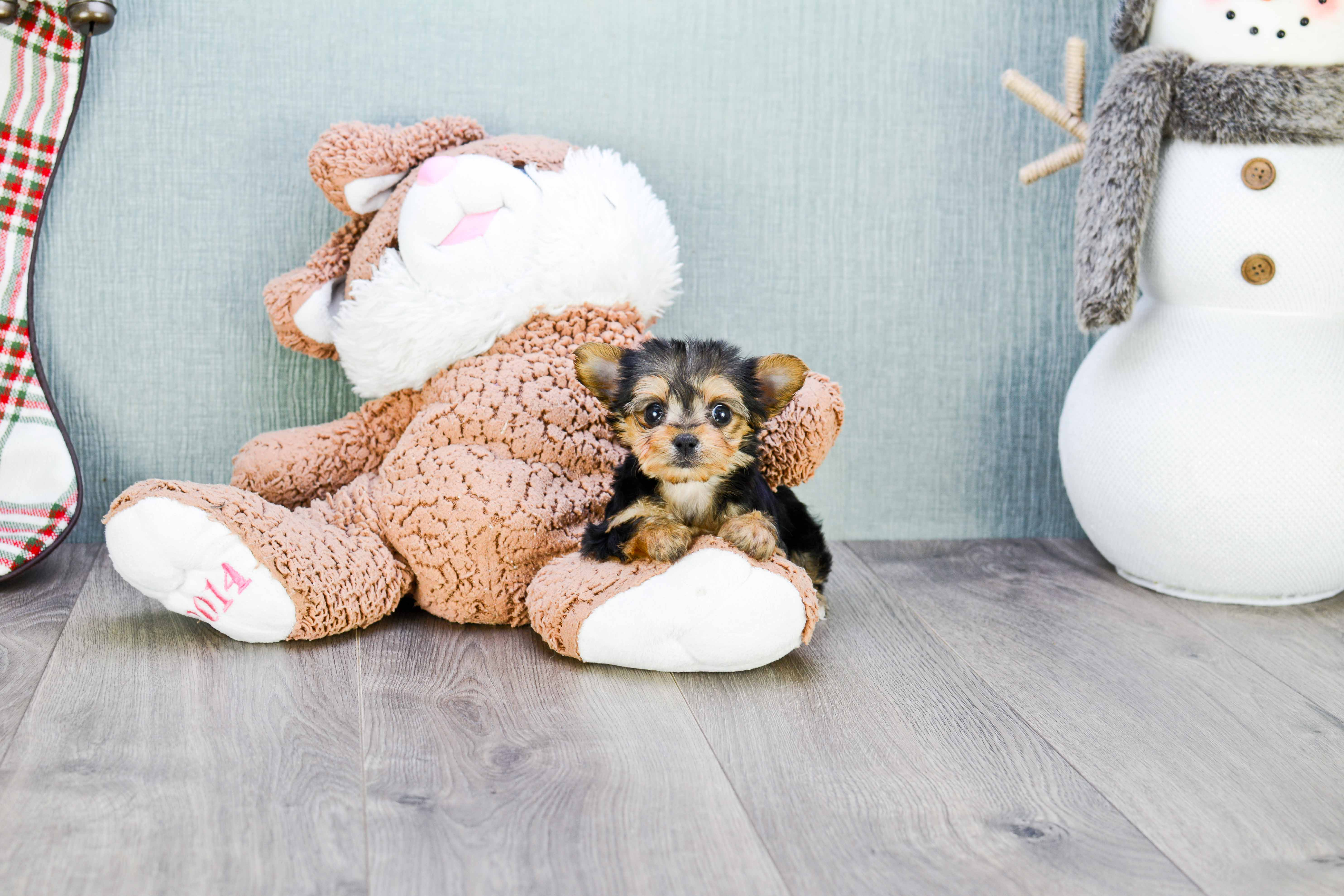 Energetic Yorkie Designer Puppy