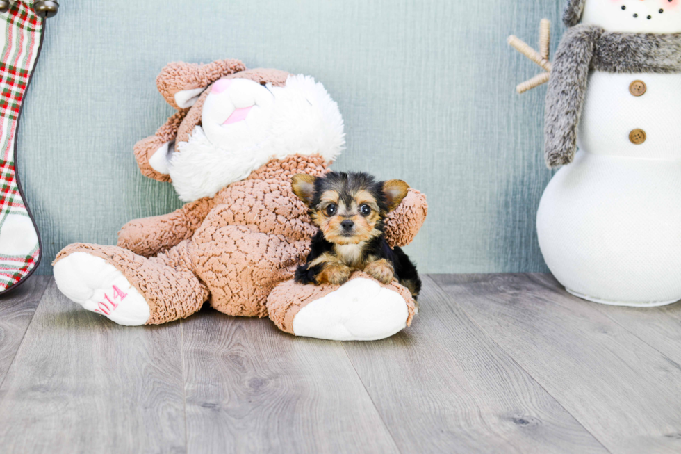 Energetic Yorkie Designer Puppy