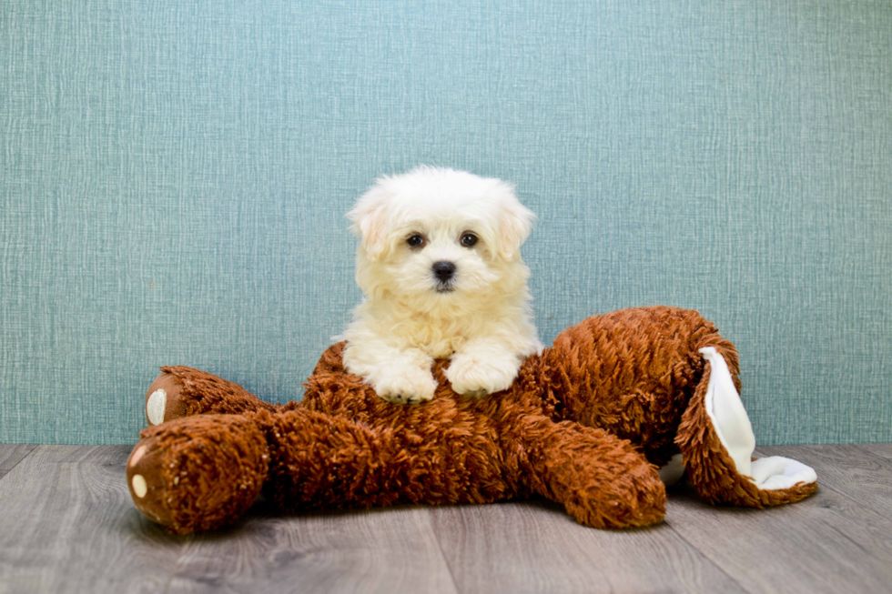 Adorable Maltepoo Poodle Mix Puppy