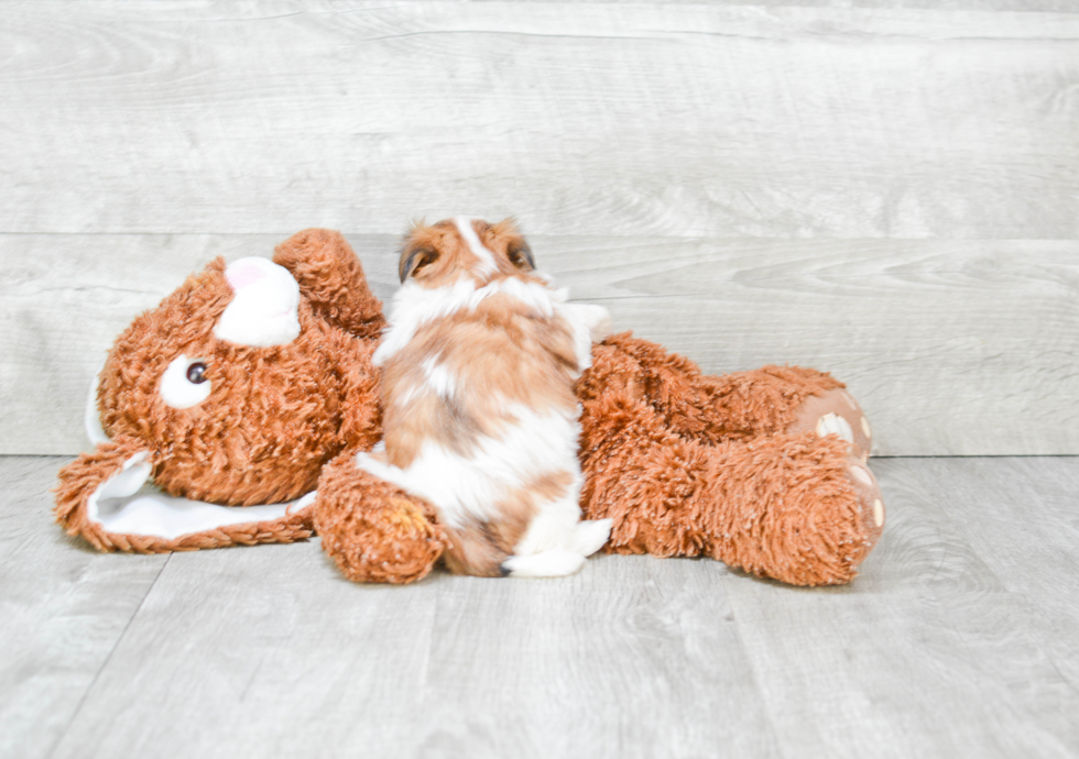 Morkie Pup Being Cute