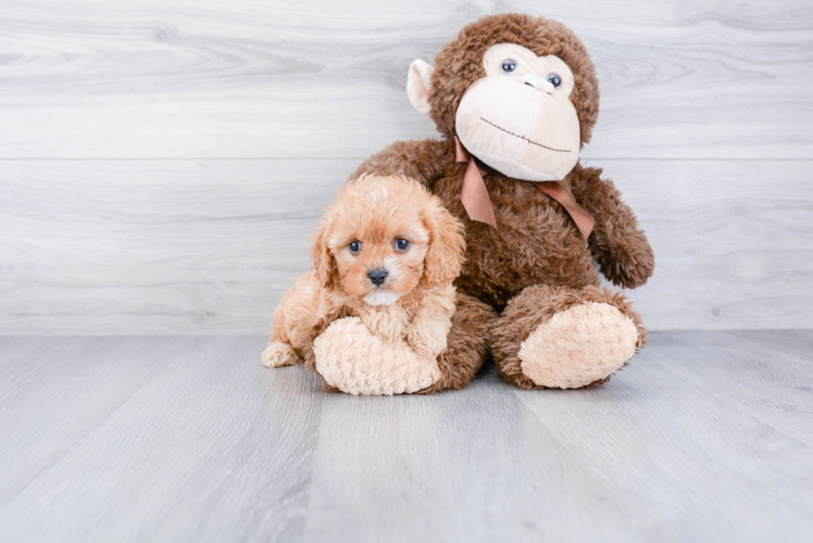 Cavapoo Puppy for Adoption