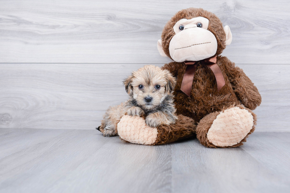 Morkie Pup Being Cute