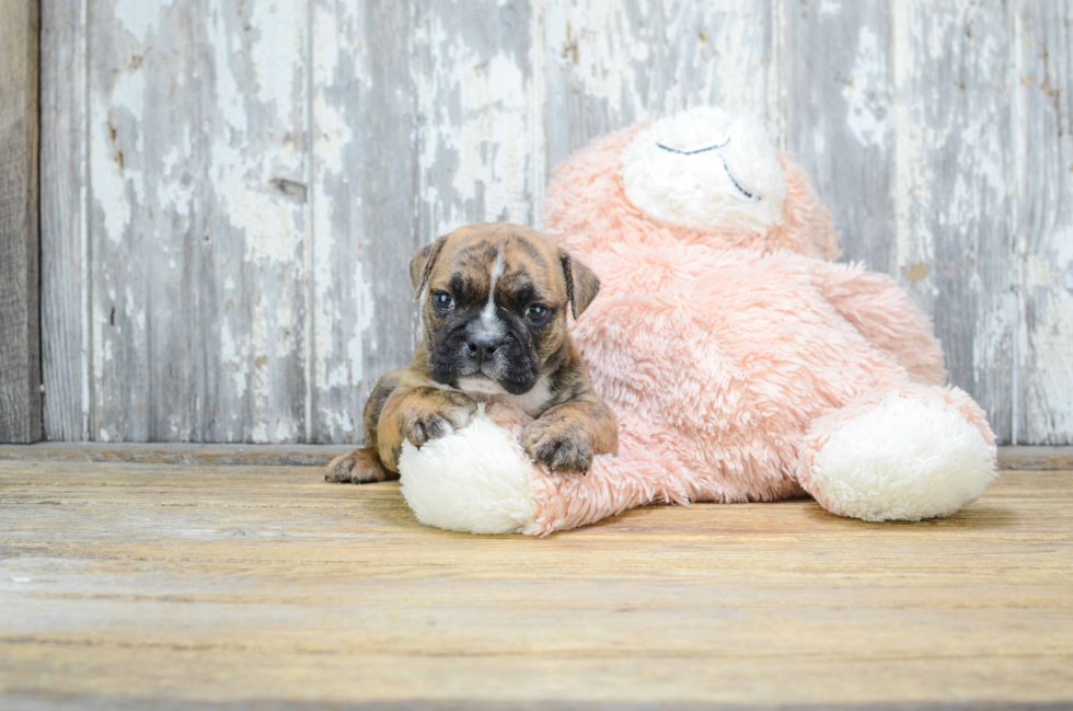 English Bulldog Puppy for Adoption