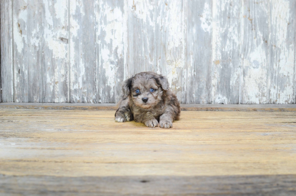 Best Mini Aussiedoodle Baby