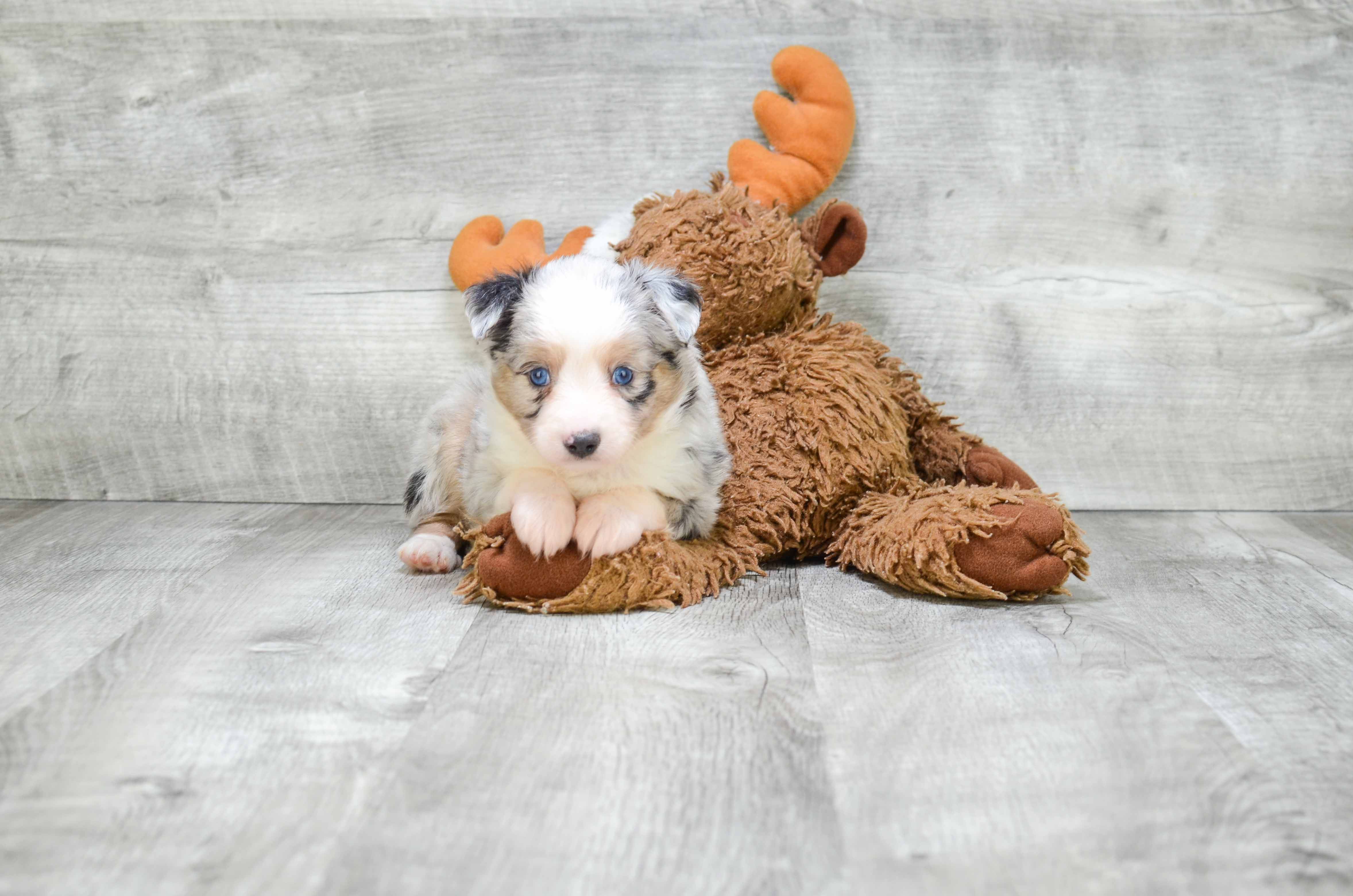Adorable Aussiepoo Poodle Mix Puppy