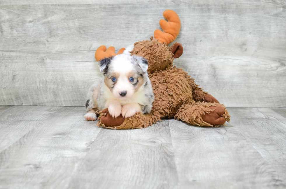 Adorable Aussiepoo Poodle Mix Puppy