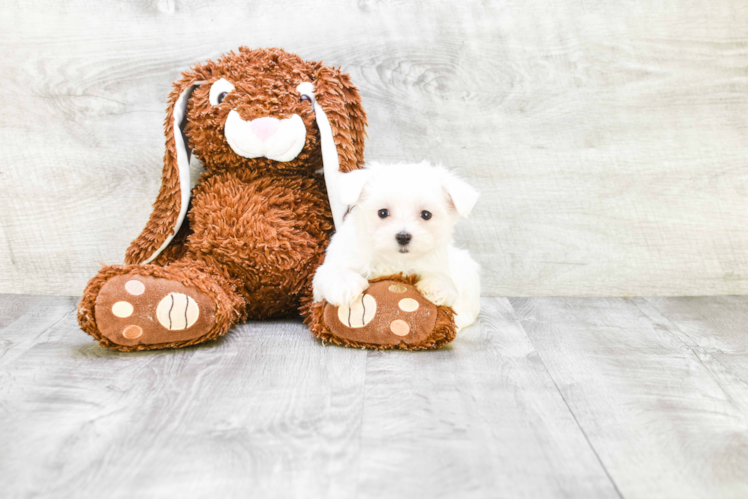 Maltese Puppy for Adoption