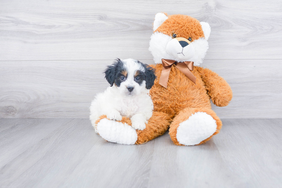 Mini Bernedoodle Puppy for Adoption