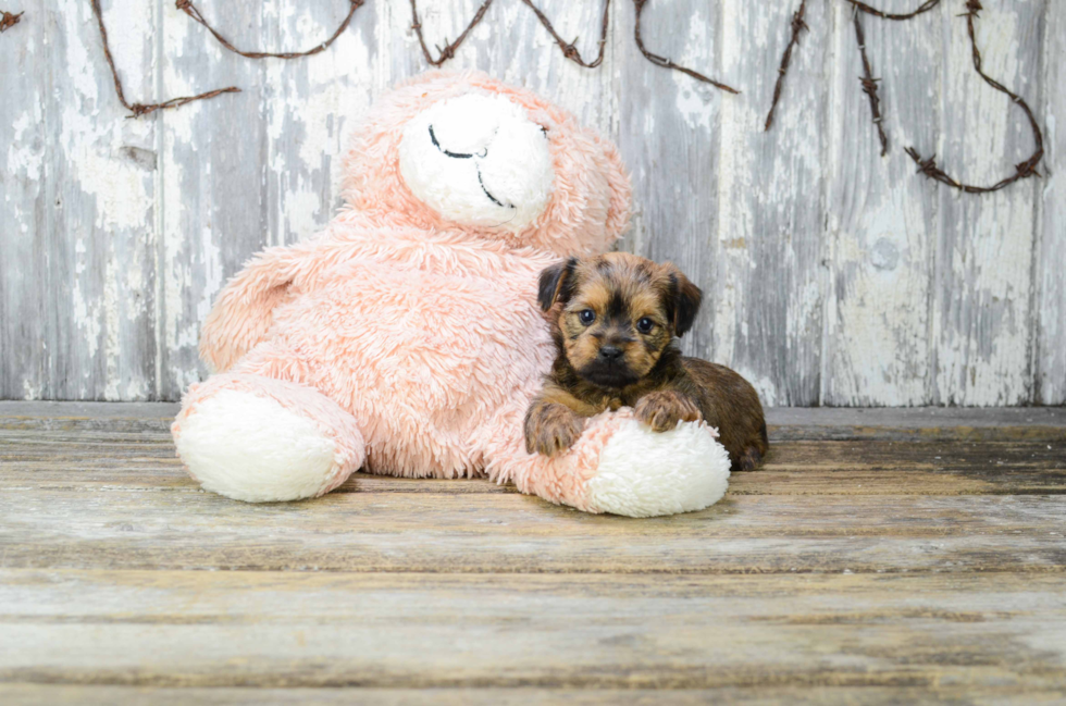 Shorkie Pup Being Cute