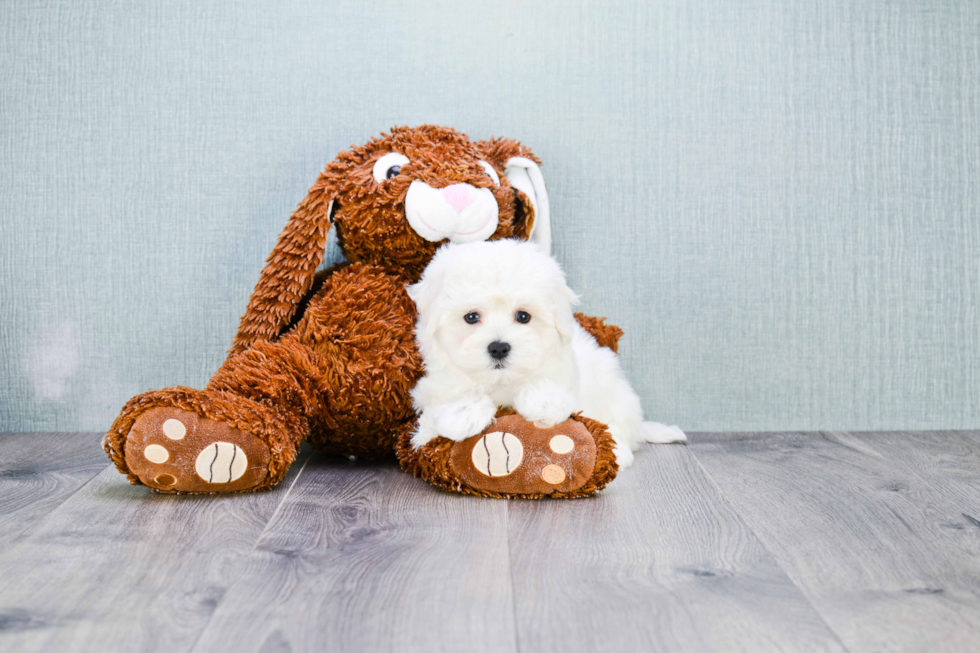 Maltipoo Puppy for Adoption