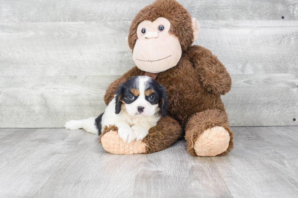 Popular Cavalier King Charles Spaniel Purebred Pup