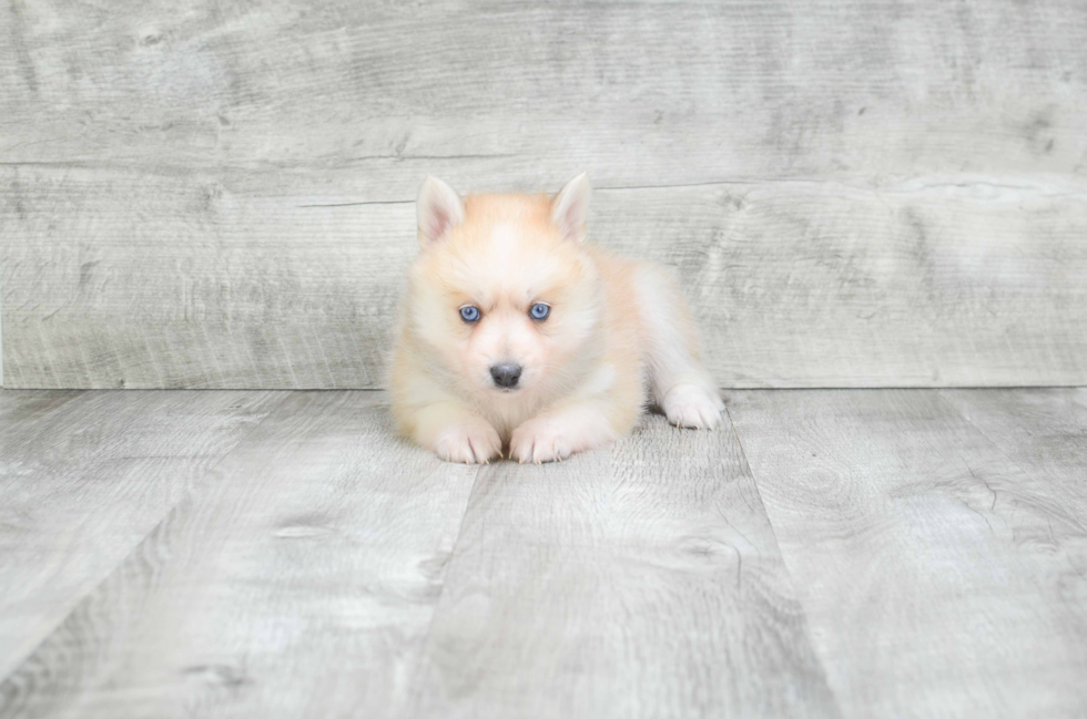 Adorable Mini Husky Designer Puppy