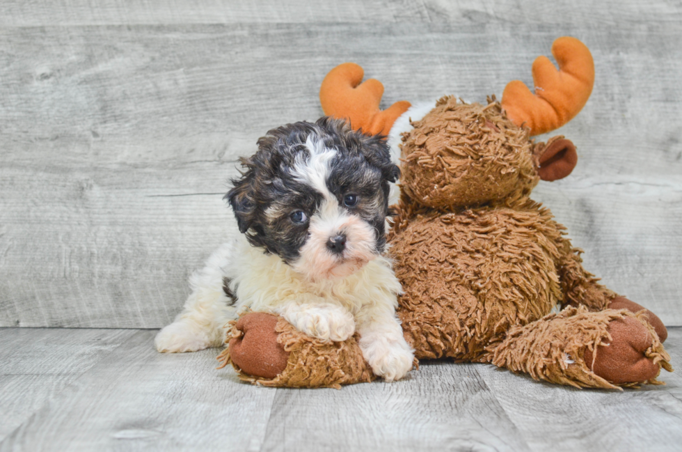 Teddy Bear Pup Being Cute