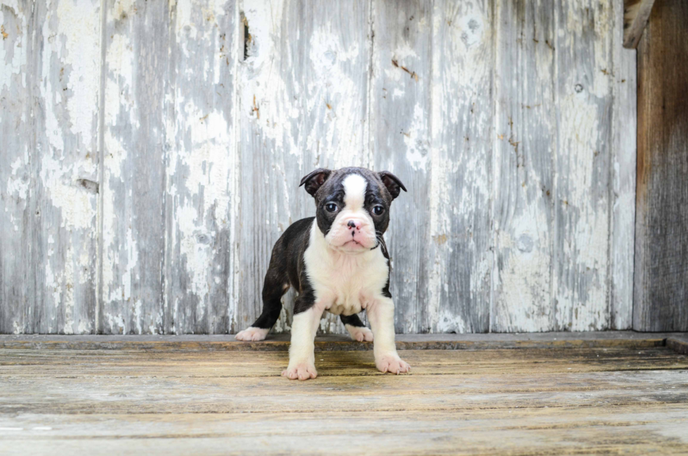 Smart Boston Terrier Purebred Puppy