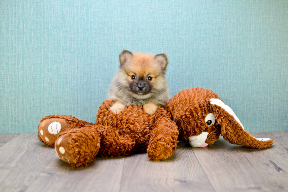 Best Pomeranian Baby