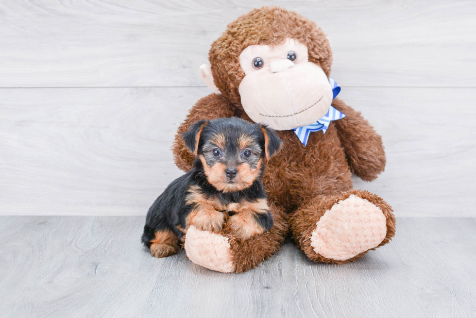 Meet Lisa - our Yorkshire Terrier Puppy Photo 