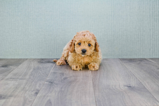 Cavapoo Pup Being Cute