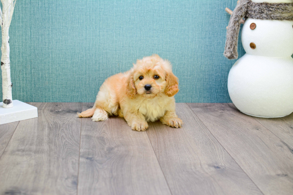 Cavapoo Puppy for Adoption