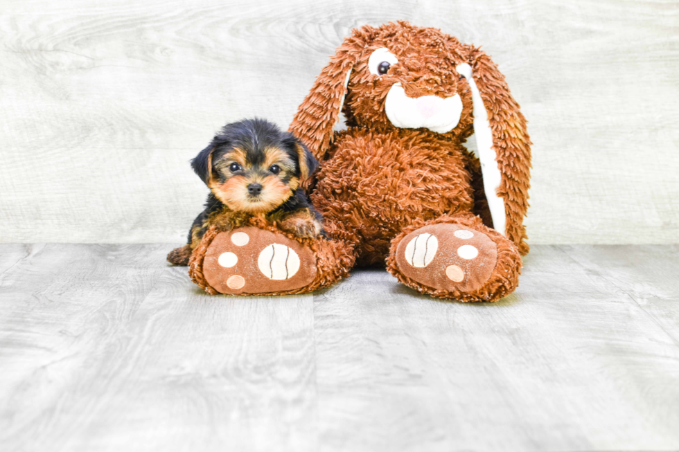 Meet Twinkle - our Yorkshire Terrier Puppy Photo 