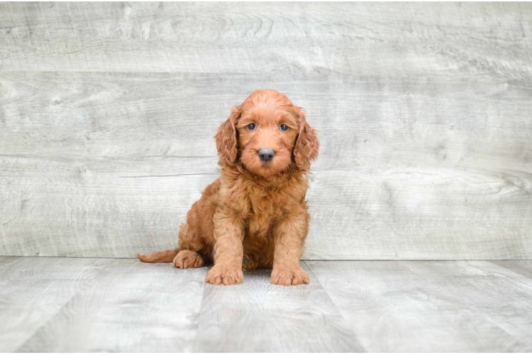 Mini Goldendoodle Puppy for Adoption