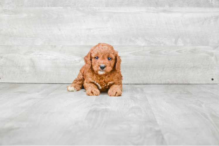 Cavapoo Pup Being Cute