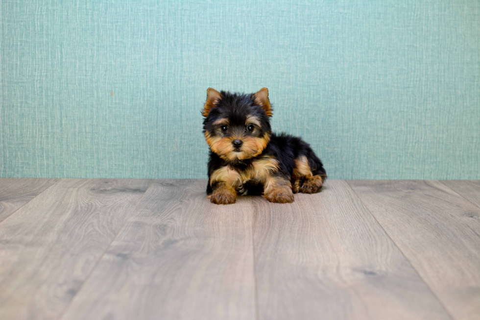 Meet Zoro - our Yorkshire Terrier Puppy Photo 