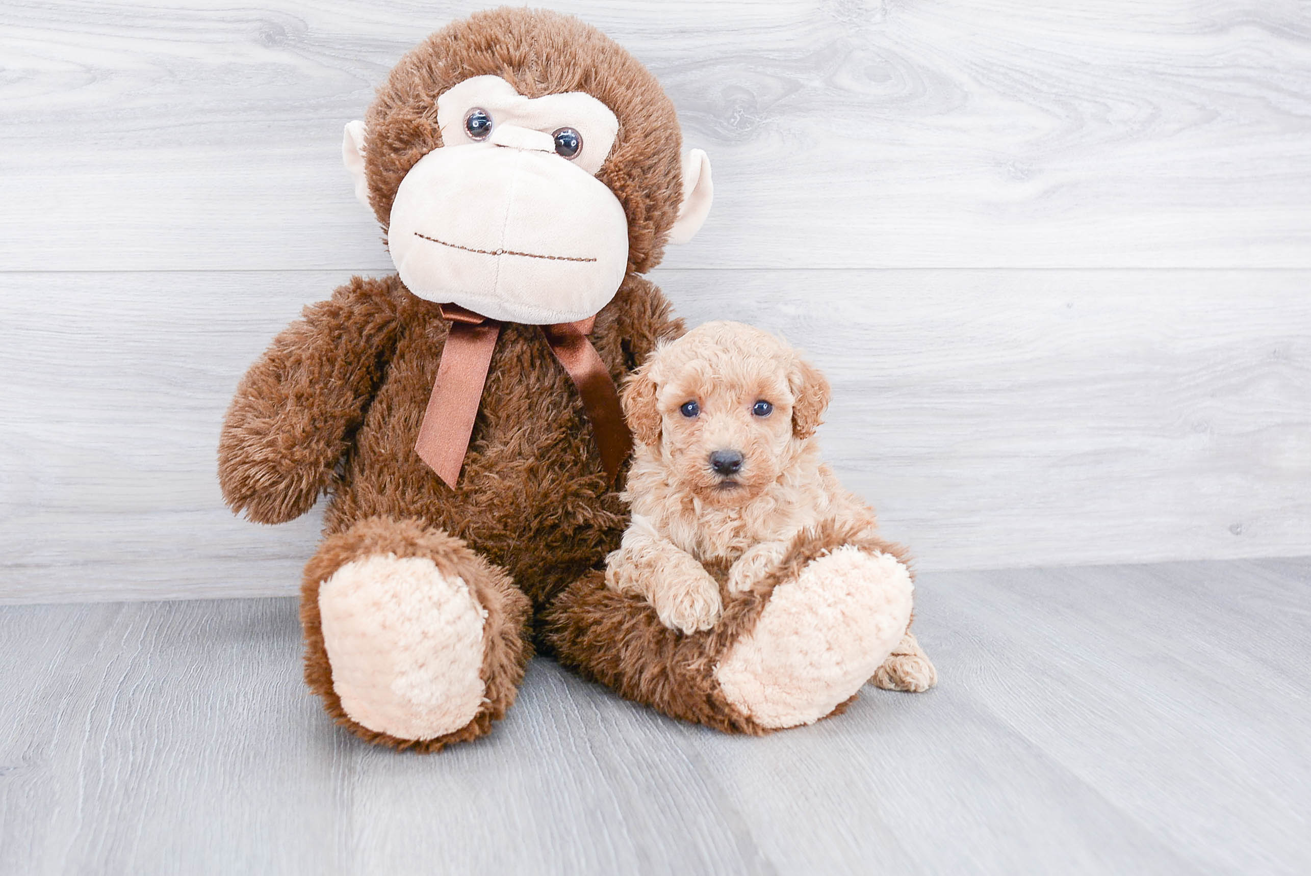 Best Poodle Baby