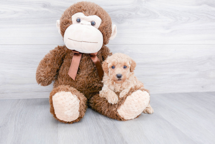 Best Poodle Baby