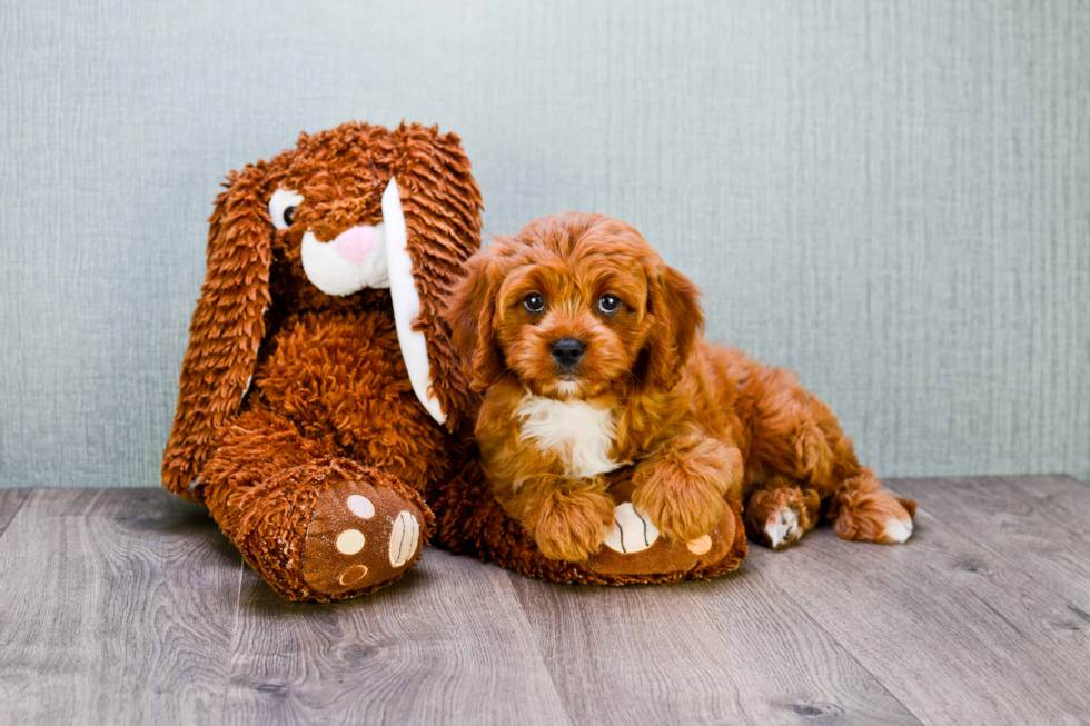 Best Cavapoo Baby