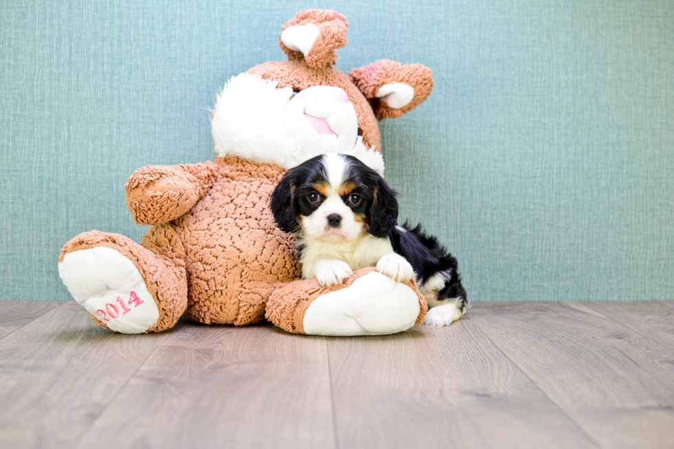 Akc Registered Cavalier King Charles Spaniel Baby