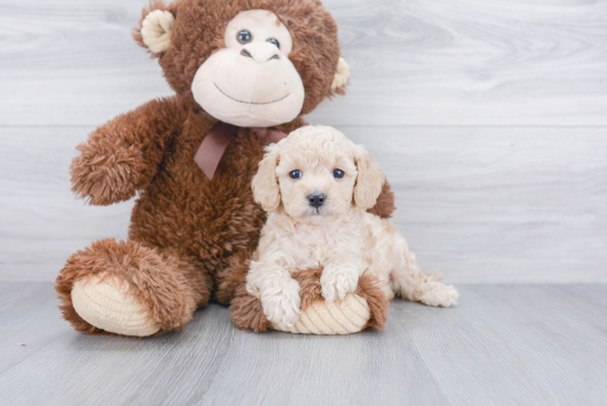 Little Cavoodle Poodle Mix Puppy