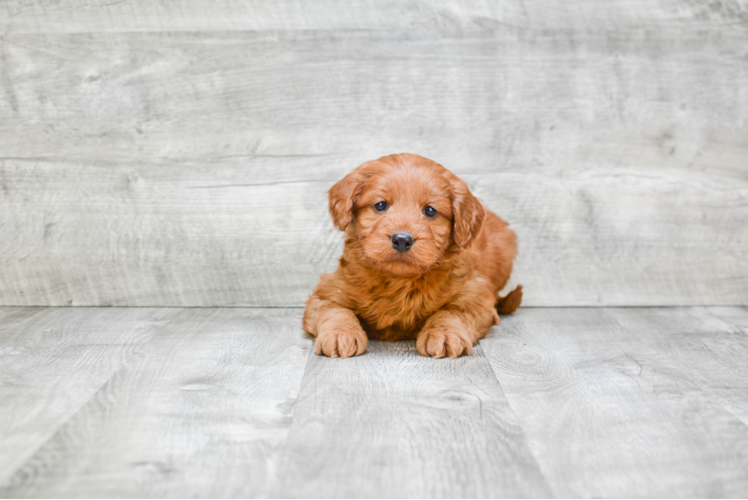 Best Mini Goldendoodle Baby