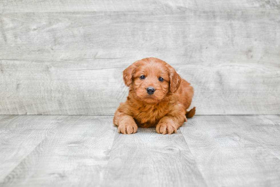 Best Mini Goldendoodle Baby