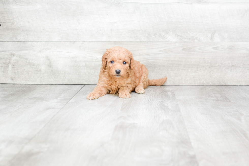 Mini Goldendoodle Pup Being Cute