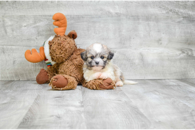 Petite Teddy Bear Designer Pup