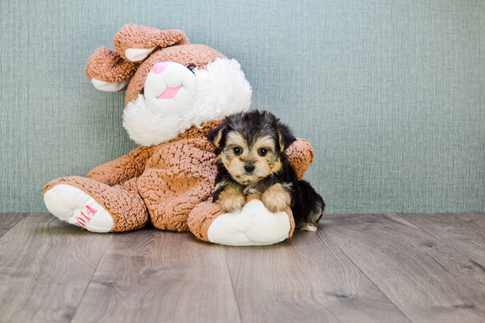 Morkie Puppy for Adoption