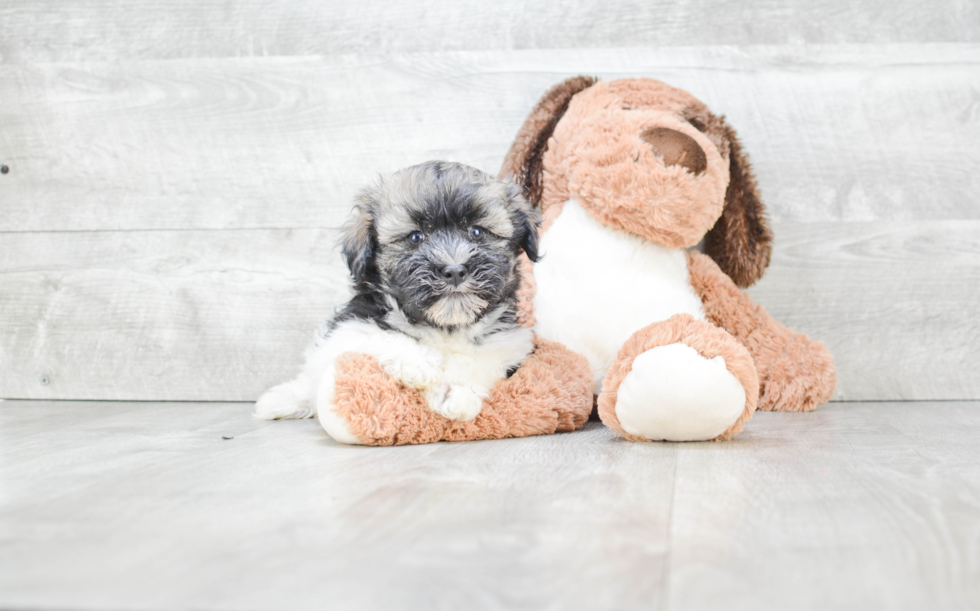 Havanese Puppy for Adoption