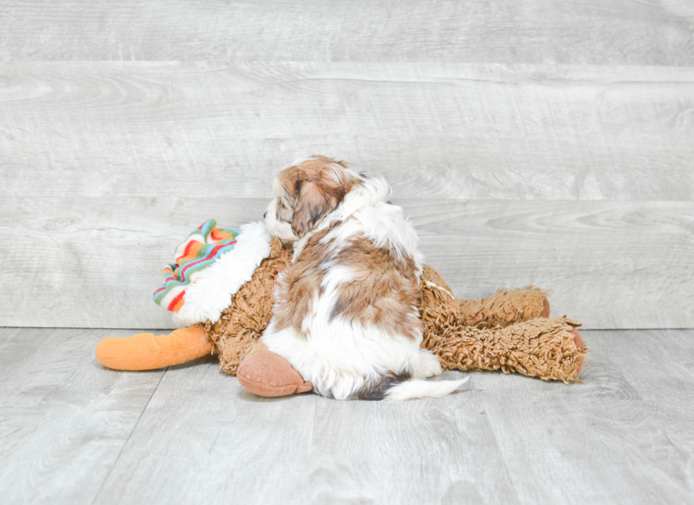 Popular Cavachon Designer Pup