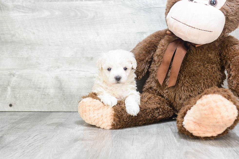 Best Maltipoo Baby