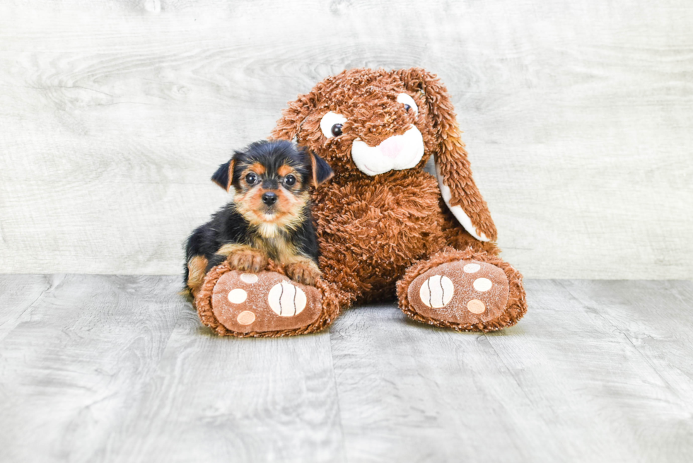 Meet Beyonce - our Yorkshire Terrier Puppy Photo 